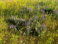 July 14 2019 Bertha Lake alpine flowers11