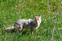coyote1 May 27 2024 024