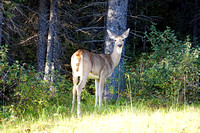 deer3 September 12 2019 Sarrail Ridge 6500 040