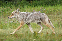 2018-08-13 Tent Ridge coyote8