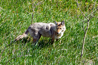 coyote2 May 27 2024 025