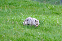 coyote2 June 17, 2021 009