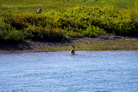 deer1 May 27 2024 020