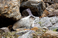 Day1 marmot7 September 2019 Lake OHara trip 6500 031