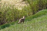 June 2 2019 coyote1 reduced