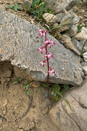 flower2 Noseeum Lake iPhone 049