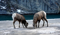2018-12-16 sheep Canmore2