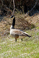 May 27 2019 day in the mountains goose2 reduced