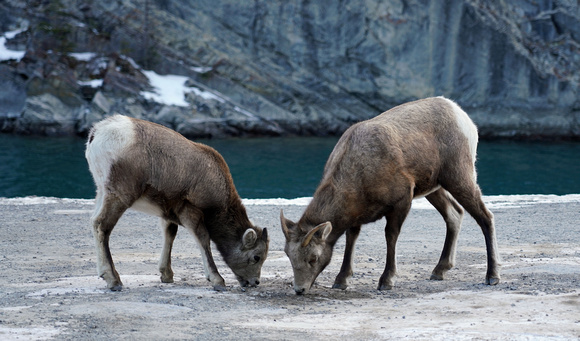 2018-12-16 sheep Canmore3