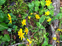 flower1 2019-09-12 Sarrail Ridge IPhone 018