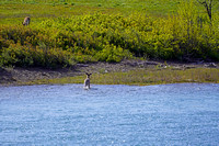 deer2 May 27 2024 021