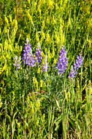 July 14 2019 Bertha Lake alpine flowers2